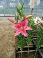 [4365 Purple Hype GA No01.JPG]